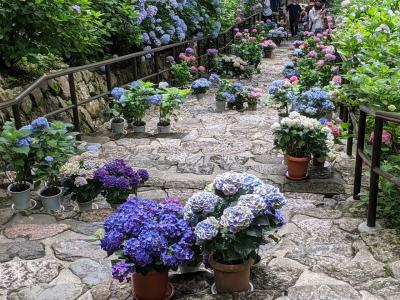 紫陽花を見に花の御寺長谷寺へ