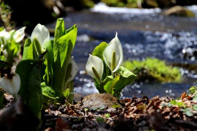 ◆裏磐梯・湖水地方の春告花～水芭蕉　