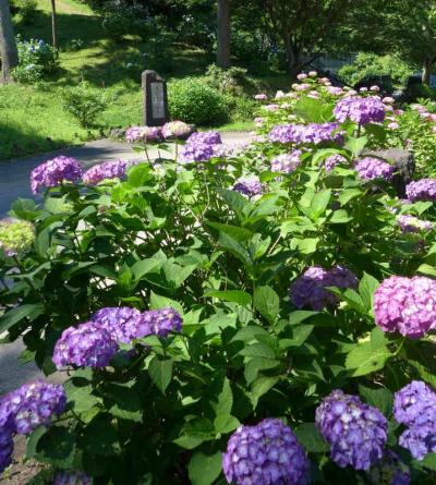 「恋し野の里」!  あじさい園