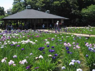 北山公園の菖蒲めぐり Iris in Kitayama Park/Higashimurayama