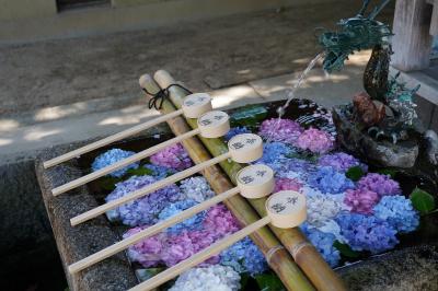 20210610-1 京都 藤森神社まで紫陽花観に。こちら、馬のお宮さんやねんね。