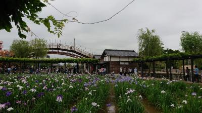 潮来巡り(あやめ祭り～水郷の森)