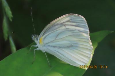 2021森のさんぽ道で見られた蝶(23)スジグロシロチョウ、ウラナミアカシジミ、アカシジミ等