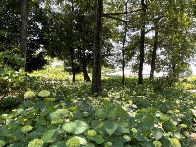 緑の森の緑の紫陽花達、前橋荻窪公園～