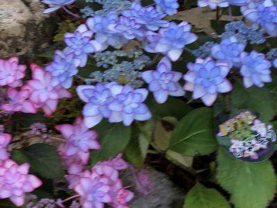 箱根旅行③仙石原湿生花園~ホテル~アウトレット