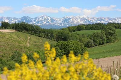 2021.6　新緑の丘、芽吹く畑、雪解けの山に癒されて　美瑛町