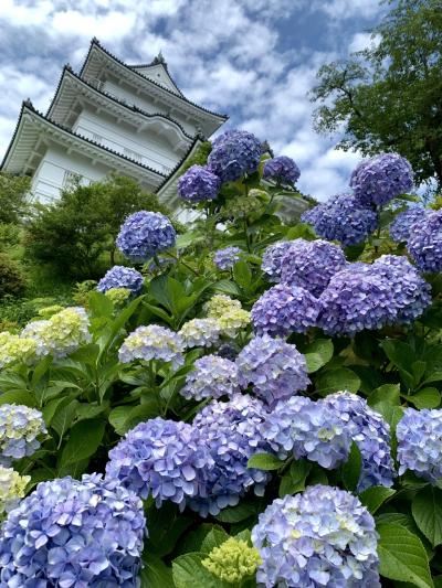 小田原城の紫陽花が綺麗なんだって！！ぷらっと行ってみようよ!(^^)!　