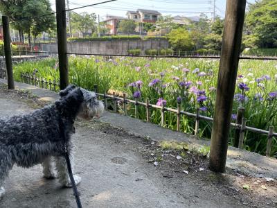 夜宮公園の菖蒲を見に行きました、