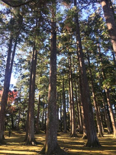 母と二人でまったり飫肥旅行