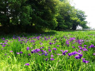 「あずま水生植物公園」のハナショウブ_2021_開花進んでますが、花が少ない（群馬県・伊勢崎市）