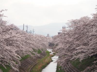 2021年　るなさんと行く春爛漫の奈良＆京都【2】佐保川の桜並木とお寺巡り＆くるみの木でランチ