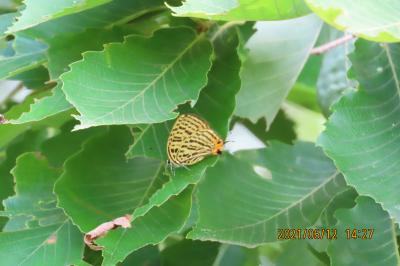 2021森のさんぽ道で見られた蝶(25)ウラナミアカシジミ、アカシジミ、ツバメシジミ、テングチョウ等