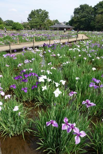 【東京良爺散歩　Tokyo Easy Sampo　初夏の東村山市】花盛りの菖蒲園と黄昏の湖の巻