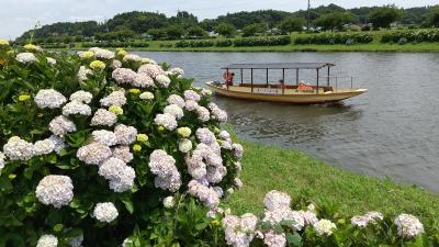 多古町に紫陽花を見に行って来ました。