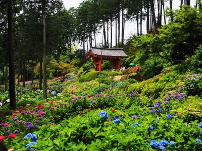 紫陽花の名所、宇治の三室戸寺と錦市場の冨美家の甘ぎつねうどん　まん延防止の横浜から緊急事態宣言下の京都へ