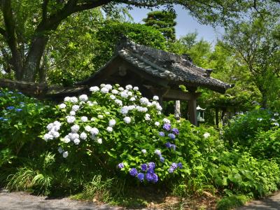 「常楽寺」のアジサイ_2021（2）_6月15日は、見頃終盤でした（群馬県・太田市）