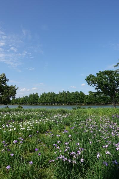 【東京良爺散歩　Tokyo Easy Sampo　初夏の葛飾区】北欧風の景色の菖蒲園の巻