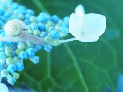 袖ヶ浦公園で紫陽花撮り