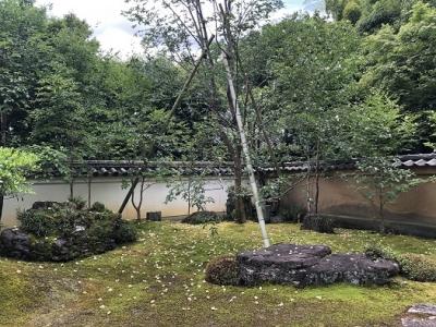 東林院　「沙羅の花を愛でる会」