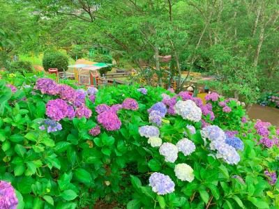 高原町のトトロ～あじさい公園(松尾城跡)～風来軒都城店でランチを