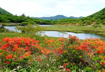 団塊夫婦の日本花巡りドライブ(2021関東甲信）ー（１）レンゲツツジが咲く赤城山へ