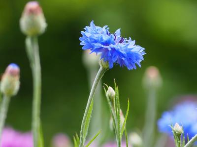 都内で季節の花と野鳥を探して　2021.2月-5月の記録