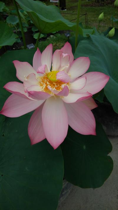 京都植物園の四季-番外編3 鮮やかな色彩の初夏の花