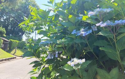 梅雨時、千葉県佐倉市内で紫陽花見物をしよう