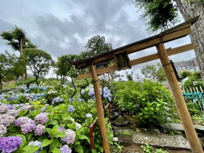 2021年6月 白山神社で紫陽花散歩