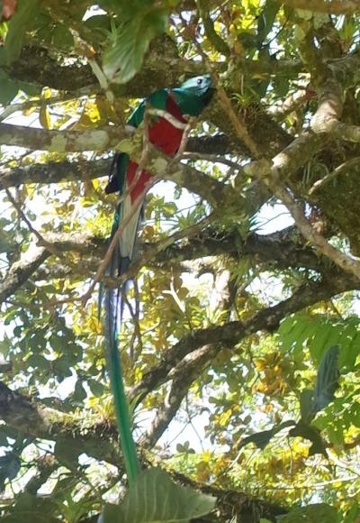 ｺｽﾀﾘｶ紀行2　幻の鳥ケツァール編　