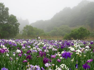 神楽女湖の花菖蒲