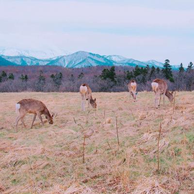 GWなのにまるで真冬!? 2泊3日道東ドライブの旅~阿寒・摩周・羅臼・知床・網走~後編~