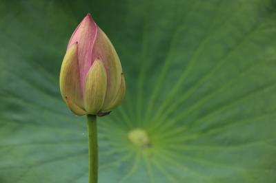 ツーリスト今中さんと訪れた「古代蓮の里」、水無月の「花手水week」、蔵と足袋の町「行田」散策　