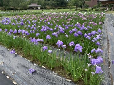 菖蒲園へ(県立小泉潟公園)