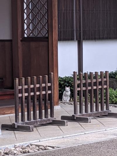 東京 猫スポット に関する旅行記 ブログ フォートラベル 東京 猫スポット に関する旅行記 ブログ フォートラベル