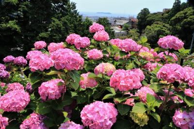 緊急事態宣言でも写真は撮りたい　形原温泉あじさいの里ですごい数のあじさいに圧倒されました♪