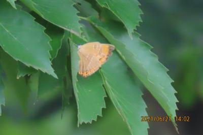 2021森のさんぽ道で見られた蝶(28)アカシジミ、ウラナミアカシジミ、ツバメシジミ、ルリシジミ等