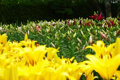 ユリと紫陽花 ('2021/06 兵庫県篠山)