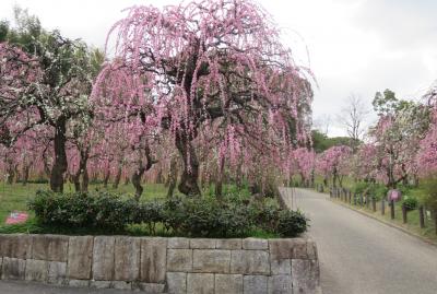 2021早春、名古屋市農業センターの枝垂れ梅(2/7)：満作、サンシュユ、一重緑咢枝垂れ