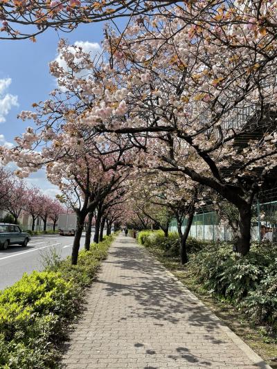 江戸桜は色とりどり