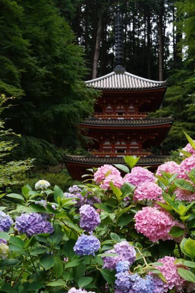 20210625-1 加茂 岩船寺の紫陽花が見頃で、三重塔とか池とかにも映えて