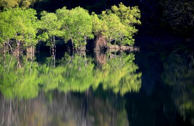 ◆幽玄の水鏡～白川ダム湖の水没林 ①