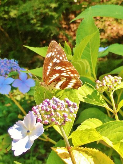 有馬温泉&神戸市立森林植物園へ日帰り旅♪