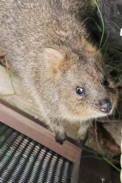 赤ちゃんラッシュの真夏日の６月の埼玉こども動物自然公園（東園）コアラ全員とひとなつっこいクオッカ・ピオニちゃん＆好奇心旺盛ワラビーの赤ちゃん