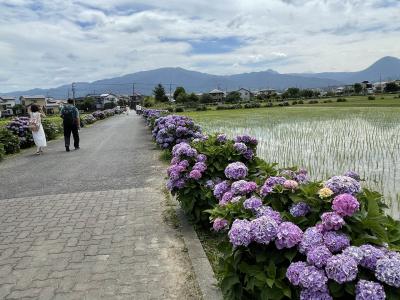 そうだ。アジサイを見に行こう。