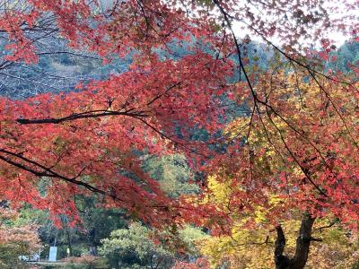 香嵐渓の紅葉