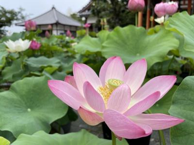 西国三十三所 第24番 中山寺