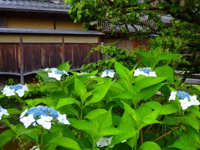 紫陽花を愛でた後はリヨン駅前を酔いどれ子熊となって歩きたい