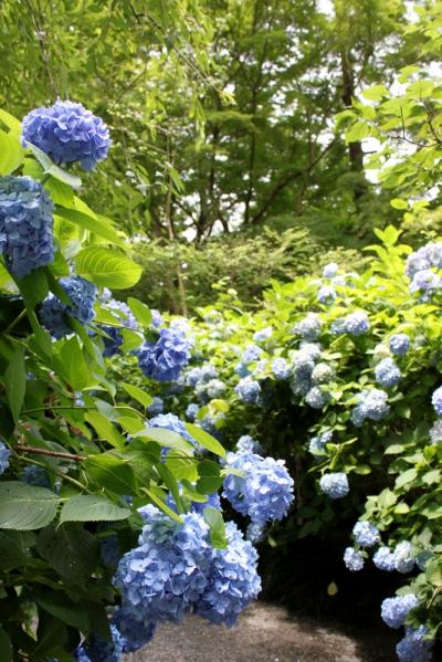 ピークを過ぎてもまだまだきれいなアジサイ　明月院・東慶寺