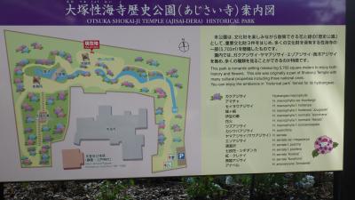 紫陽花　大塚生海寺歴史公園